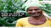PMFBY completes 5 yrs of operation; govt urges farmers to take benefit of scheme- India TV Paisa