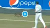 Pakistan Player Chasing Cat During Match- India TV Hindi