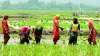 किसान आंदोलन और कोरोना के कहर से फसलों की कटाई, बुवाई बेअसर- India TV Hindi