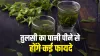 Tulsi water - India TV Hindi