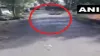 VIDEO: बाढ़ और बारिश के बीच सड़क पर आया मगरमच्छ, लोगों में दहशत- India TV Hindi