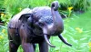 Vastu Tips today ghar ke mukhya dwar par hathi ki pratima Keep statue of pair of elephants at the ma- India TV Hindi