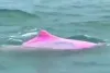 pink dolphin- India TV Hindi