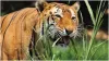tiger eating grass - India TV Hindi