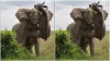 elephant- India TV Hindi