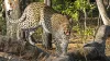 Uttarakhand Villager Killed Leopard, Leopard Pithoragarh, Leopard Killed Sickle- India TV Hindi