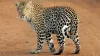 Leopard, Delhi Leopard, Tughlaqabad Leopard, Leopard Caught On Camera- India TV Hindi