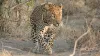 Madhya Pradesh, Madhya Pradesh Leopard, Leopard Mauls Woman To Death- India TV Hindi