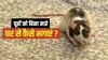 RATS - India TV Hindi