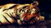 Bandhavgarh Tigress, Bandhavgarh Tigress Dumped In Well, Bandhavgarh Tigress Died- India TV Hindi