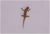  lizards- India TV Hindi