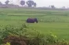 हजारीबाग में हाथी ने...- India TV Hindi