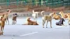Stray Dogs, Stray Dogs Fed Fine, Stray Dogs Fine 8 Lakh Rupees- India TV Hindi