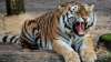 Wayanad, Wayanad Tiger, Wayanad Tiger 15 Animals, Tiger Killed 15 Animals- India TV Hindi