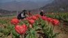 Tulip Garden Srinagar News- India TV Hindi