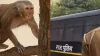 Monkey Flees with Murder Evidence in Rajasthan- India TV Hindi
