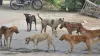 Supreme Court on Stray Dogs- India TV Hindi
