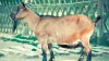 Goat- India TV Hindi