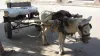 Pak Civil Aviation employee, Ride Donkey Cart, soaring fuel prices in Pak- India TV Hindi