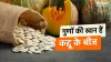 कद्दू के बीज से कैसे दूर करें डायबिटीज- India TV Hindi