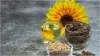  sunflower seeds- India TV Hindi