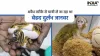 Rare species of monkey, tortoises and pythons found from a passengers's bag at Chennai airport- India TV Hindi