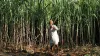 Sugarcane Farmers - India TV Hindi