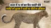 Cheetah- India TV Hindi