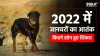 Dogs - India TV Hindi