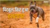 Pitbull Attack- India TV Hindi