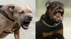 Pitbull and Rottweiler- India TV Hindi