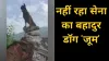 Army Dog Zoom- India TV Hindi