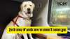 Pet Lovers- India TV Hindi