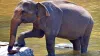 mp elephants news- India TV Hindi