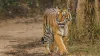 Tiger Killed- India TV Hindi