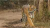 Tiger- India TV Hindi
