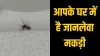 world most poisonous spider- India TV Hindi