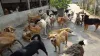 कुत्तों का आतंक- India TV Hindi