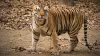 साल 2022 में मध्य प्रदेश में 34 बाघों की हुई मौत- India TV Hindi