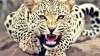 leopard - India TV Hindi