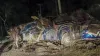 पनामा में दुर्घटनाग्रस्त हुई बस (फाइल)- India TV Hindi
