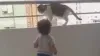 बालकनी से बच्चे को हटाने की कोशिश कर रही बिल्ली।- India TV Hindi