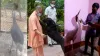 अखिलेश यादव ने सीएम योगी के गोलू को चिड़ियाघर भेजने की उठाई मांग- India TV Hindi