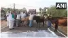 tamilnadu madurai dairy farmers throw milk om road during protest demanding increase in milk procure- India TV Hindi