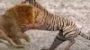 शेर और बाघ की लड़ाई- India TV Hindi