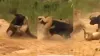 lion and buffalo fight video viral- India TV Hindi