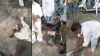 viral man attack on dog video- India TV Hindi