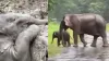 viral elephant video- India TV Hindi