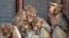श्रीलंका से एक लाख बंदर खरीदेगा चीन! जानिए क्या है वजह और किस बात पर उठ रहा सवाल?- India TV Hindi