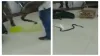 lady arrested with snakes- India TV Hindi